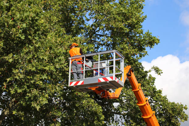 How Our Tree Care Process Works  in  Omak, WA